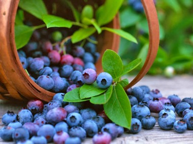 Blueberry garden of eaden