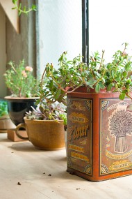 Design Sponge plant decor - 8arielestudio