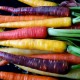Carrots: The Mystery of Your Favorite Snack