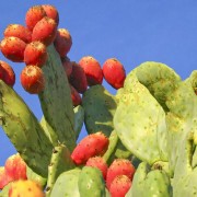 Is Drought Resistant Cactus Your New Favorite Fruit?