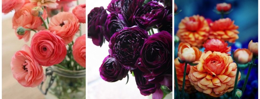 I Love This Flower So Much, It’s Ranunculus
