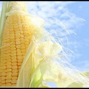 Growing Corn in Containers for Backyard BBQs