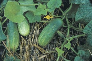 The Sensitive History and Bitter End of the Cucumber