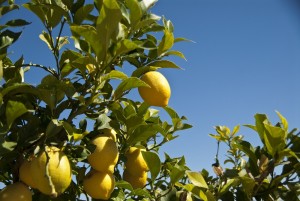 Grow Your Own: Confessions of a Lemon Addict