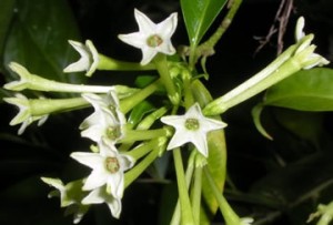 Queen of the (Hot Summer) Night: Adding Aromatherapy to Your Garden with Jasmine