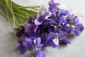 The Often Violent History of Violets