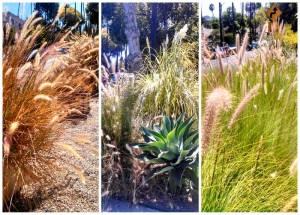Growing Grasses: Living the Little House Prairie Life in L.A.