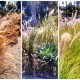 Growing Grasses: Living the Little House Prairie Life in L.A.