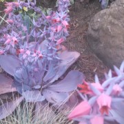 Urban Gardens and Hidden Hikes: Growing Echeveria and Exploring Your City