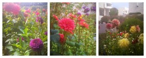 Growing Dahlias: What is Your Spirit Flower Telling You?