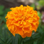 Celebrating Fall: Growing and Harvesting Marigolds