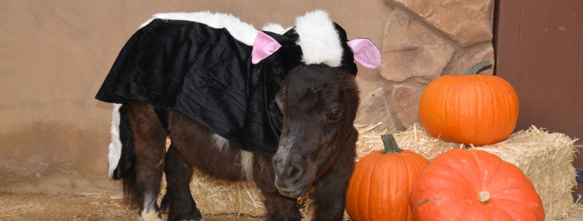 Introducing Our Mini Horses: The Great Pumpkin Patch