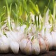 Grow Garlic, Avoid Vampires