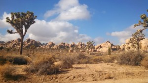 Finding Life in the Desert, Falling in Love With (and Growing) Joshua Trees