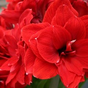 Grow Amaryllis Indoors and Create Space for Silence