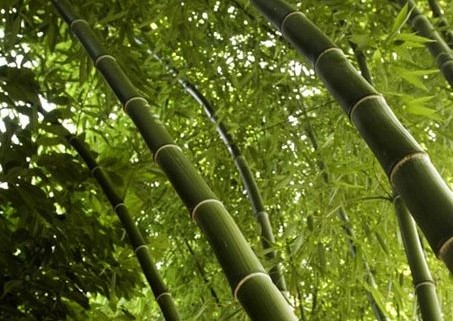 Growing a Zen Garden: How to Plant Bamboo