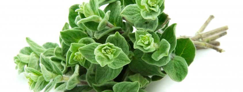 Oregano Dreams & How to Grow Your Own